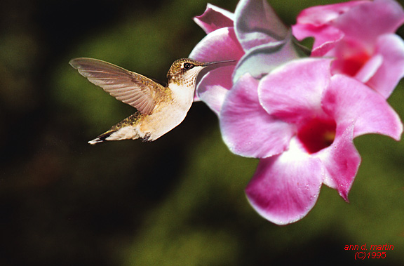 hummingbird.jpg (72322 bytes)